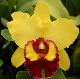 orchidflower